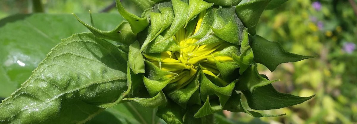 A sunflower bud just beginning to open