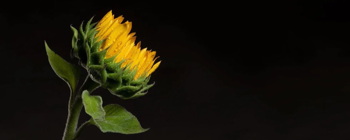A sunflower bud beaded with water against a dark background