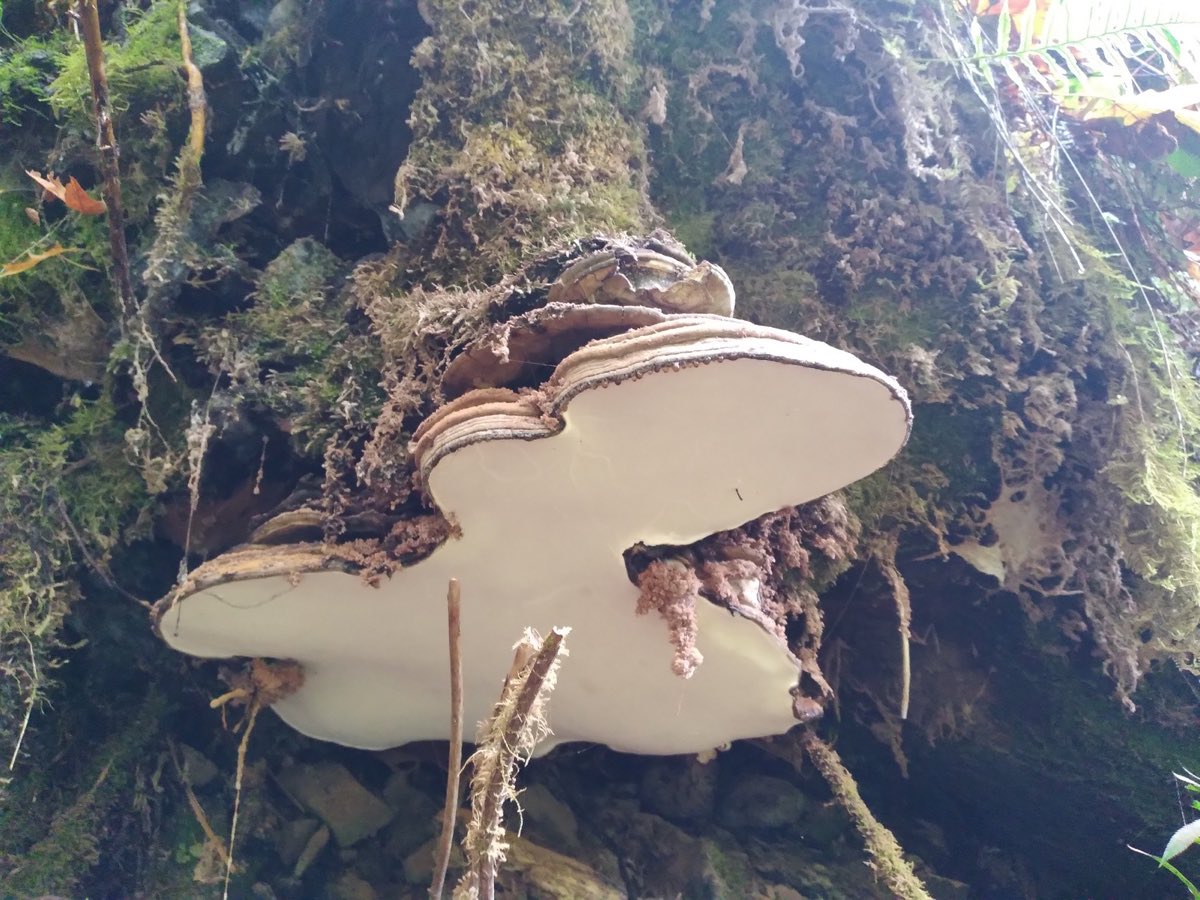 A large bracket fungus growing from a mossy tree trunk in a damp forest