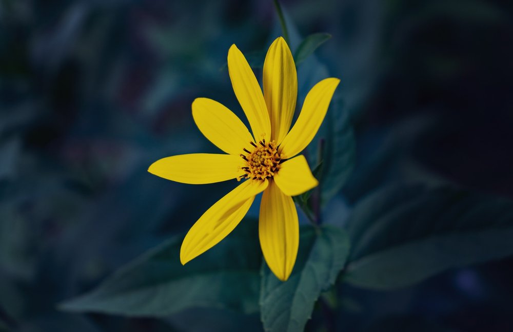 A yellow flower in close-up against a deep blue-green background