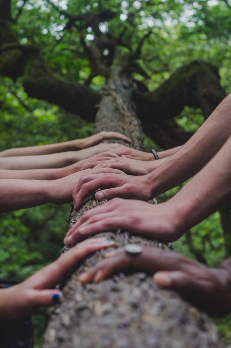 Many hands of different skin tones resting together on the trunk of a large tree